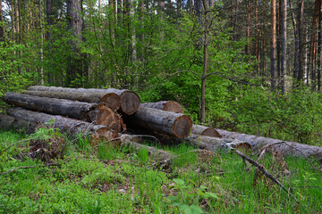 Pile of Cut Logs in a green Forest