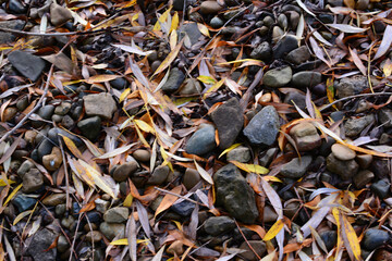 Autumnal Riverbed Scene Stones, Leaves and Natural Textures