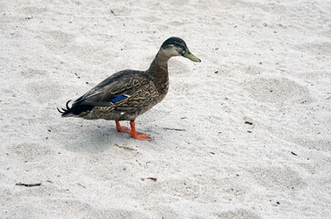 Fototapeta premium View of a duck on the sand in Florida