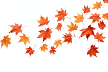 Fototapeta premium Wild maple leaves backgrounds plant leaf.