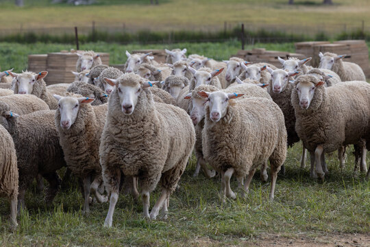 Mixed mob of cross bred and merino ewe sheep running