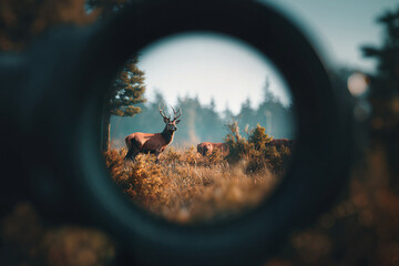Stag with antlers standing in meadow viewed through scope
