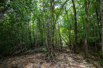 Obraz premium Green tropical mangrove forest pathway ecology