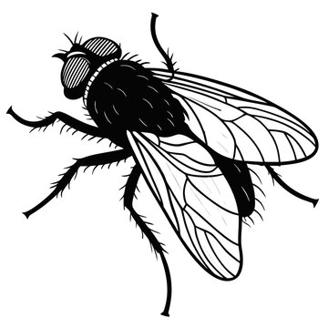 Fly Insect Vector Illustration, Isolated on White Background