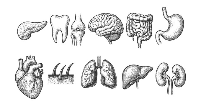 Black-and-white anatomical diagram of internal organs&mdash;heart, lungs, brain, stomach, intestines and more&mdash;clear medical reference plate