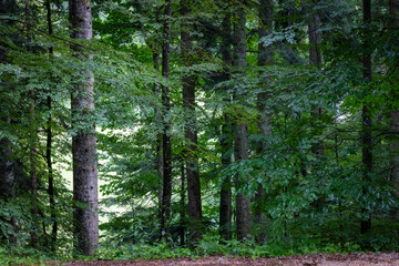Verdant forest, horizontal landscape