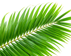 Coconut Tree with Ground PNG