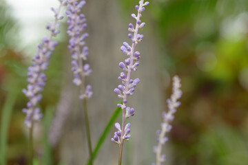 close-up of Liriope muscari