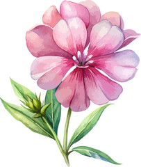 Phlox початковий