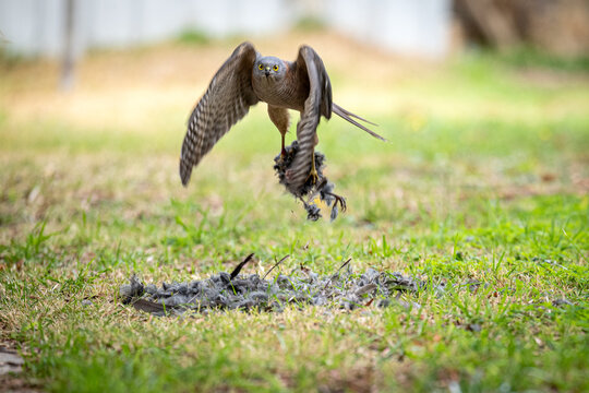 Hawk lifting prey from the grass, wings spread and eyes fixed ahead