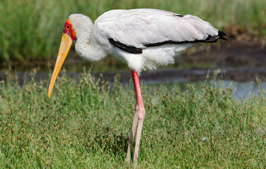 Tantale ibis, Mycteria ibis, Yellow billed Stork