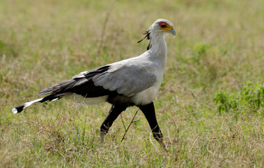 Messager sagittaire, Serpentaire,Sagittarius serpentarius, Secretarybird, Afrique