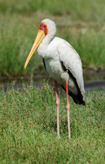 Tantale ibis, Mycteria ibis, Yellow billed Stork