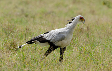 Messager sagittaire, Serpentaire,Sagittarius serpentarius, Secretarybird, Afrique