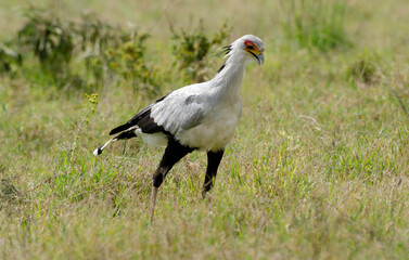 Messager sagittaire, Serpentaire,Sagittarius serpentarius, Secretarybird, Afrique