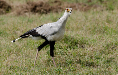 Messager sagittaire, Serpentaire,Sagittarius serpentarius, Secretarybird, Afrique