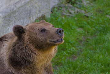 Obraz premium A horizontal, close-up photograph of the head and shoulders of a brown bear with its mouth slightly open and nose raised, taken during the day to convey a theme of wild animal behavior.