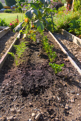 A low-angle, medium-shot photograph of a row of carrots and a row of celery growing in a raised garden bed during the day, conveying a theme of organic agriculture.