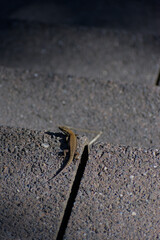 A low-angle, close-up photograph of a small green lizard with a long tail resting on a dark, rough concrete surface in bright sunlight, conveying a theme of urban wildlife.
