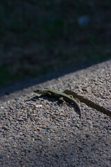 A low-angle, close-up photograph of a small green lizard with a long tail resting on a dark, rough concrete surface in bright sunlight, conveying a theme of urban wildlife.