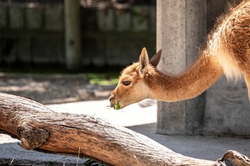 Vicuna, Lama vicugna, an artiodactyl mammal resembling an alpaca eating a green leaf near a tree trunk