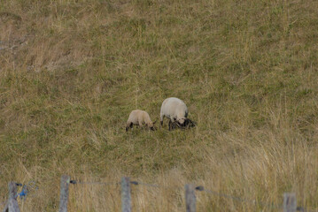 Fototapeta premium A medium-shot photograph of two sheep grazing in a dry, grassy field in a rural setting during the day, conveying a theme of livestock farming.
