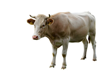 A light-colored cow stands against a white background