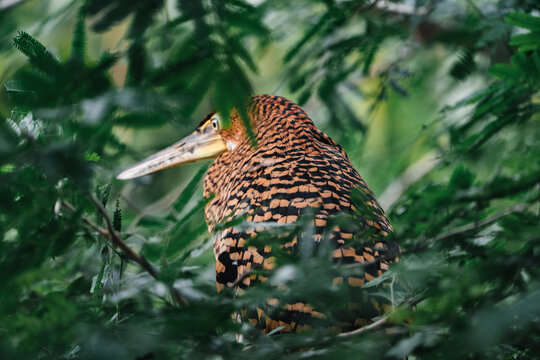 Costa Rica, Various