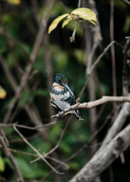 Costa Rica, Various
