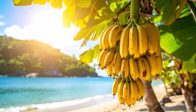 Ripe yellow banana fruit bunch on tree under bright sun, beautiful summer scene. tranquil tropical beach with blue ocean water, perfect concept for travel and vacation on an island