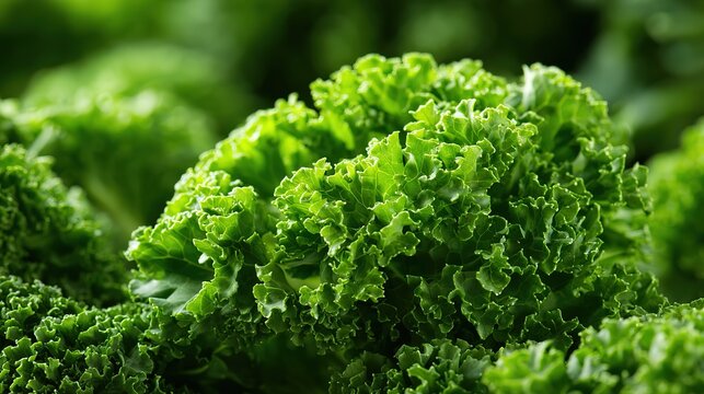 Fresh kale leaves macro photography with water droplets, superfood healthy green vegetable nutrition