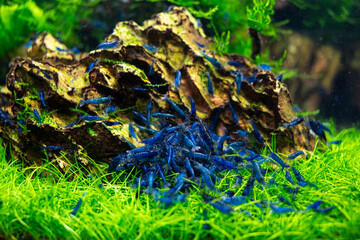 Aquarium blue dream shrimp in plant aquascape, aquascaping with dragonstone with plants