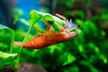 Aquarium yellow shrimp in plant aquascape