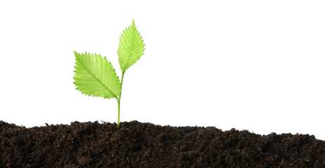 Young plant growing in soil isolated on white