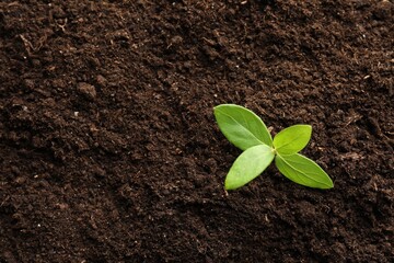 Young plant growing in soil as background, top view