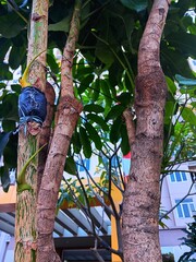 Fototapeta premium Plumeria tree commonly also known as frangipani to be air layered, grafted or propagation with black plastic wrapping.