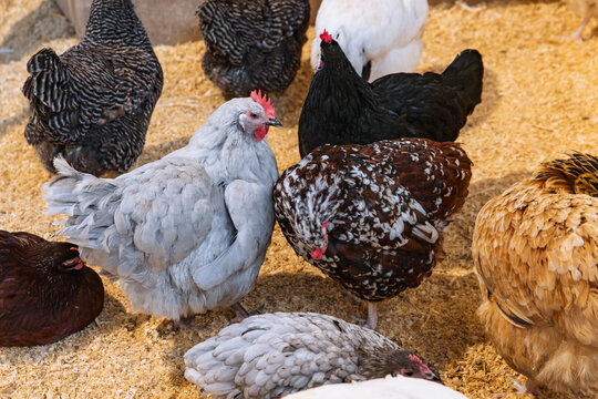 Mixed poultry breeds in various colors resting and interacting on soft wood shavings in enclosed exhibition space at farming showcase