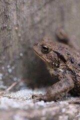 Cute small frog near wooden wall outdoors, closeup