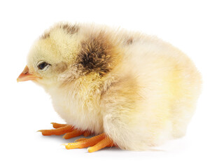 One cute fluffy chick on white background