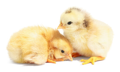 Two cute fluffy chicks on white background