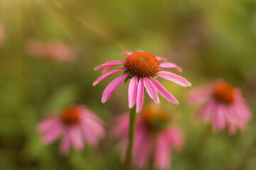 Beautiful pink Echinacea flowers blooming outdoors, closeup
