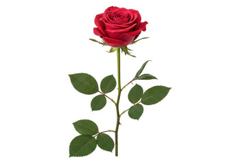 Isolated scarlet red rose flower on a stem with dark green leaves for greeting card design