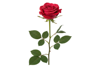 Isolated scarlet red rose flower on a stem with dark green leaves for greeting card design