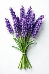 Obraz premium A fragrant lavender bunch, stems visible, rests on pristine white background , nature, color