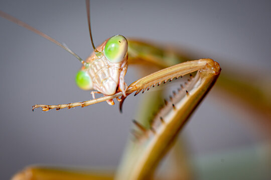 Close-up of praying mantis with vivid green eyes.