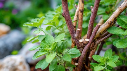 Benefits of Licorice Root. Lush green herbs growing around a textured wooden branch in a natural setting.