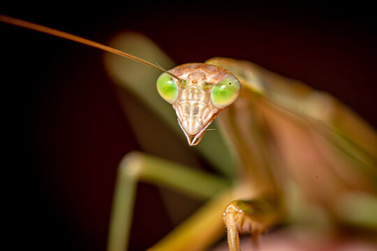 Close-up of praying mantis with vivid green eyes.