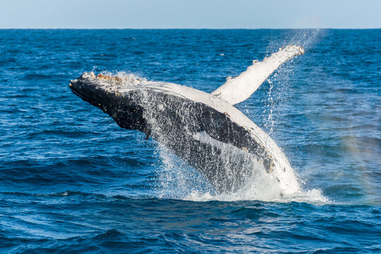 Humpback whale breaching in open ocean.