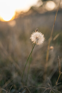 Single dandelion seed head growing in meadow at sunset