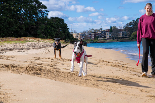 woman walking dogs on the beach